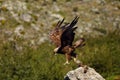 The golden eagle Aquila chrysaetos sitting on the rock. Male golden eagle in the Spanish mountains with prey and raised wings. Royalty Free Stock Photo