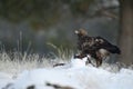 Golden eagle Aquila chrysaetos, in the snow eating carrion