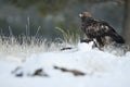 Golden eagle Aquila chrysaetos, in the snow