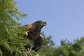 Golden Eagle, aquila chrysaetos, standing on Pine Tree, Calling Royalty Free Stock Photo