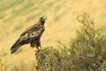 Golden Eagle, Aquila chrysaetos Royalty Free Stock Photo