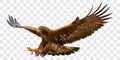 Golden eagle attack landing swoop hand draw and paint color on grey checkered background vector Royalty Free Stock Photo