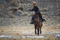 Golden Eagle Attacks Prey. Western Mongolia.Traditional Golden Eagle Festival. Unknown Mongolian Hunter So Called Berkutchi On