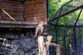 The golden eagle berkut sits on a tree Royalty Free Stock Photo