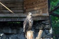 The golden eagle berkut sits on a tree Royalty Free Stock Photo