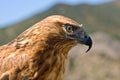 Golden eagle , bird of prey, animals and nature. Royalty Free Stock Photo