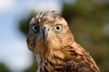 Golden eagle , bird of prey, animals and nature. Royalty Free Stock Photo