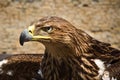 Golden eagle , bird of prey, animals and nature. Royalty Free Stock Photo
