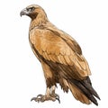 Golden Eagle bird of prey birdwatching