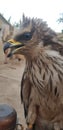 Golden eagle he called jaka ready for wallpaper Royalty Free Stock Photo
