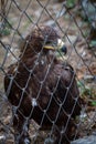 Golden Eagle in captivity Royalty Free Stock Photo