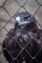 Golden Eagle in captivity Royalty Free Stock Photo