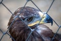 Golden Eagle in captivity Royalty Free Stock Photo