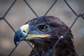 Golden Eagle in captivity Royalty Free Stock Photo