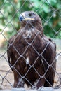 Golden Eagle in captivity Royalty Free Stock Photo