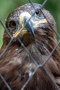 Golden Eagle in captivity Royalty Free Stock Photo