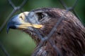 Golden Eagle in captivity Royalty Free Stock Photo