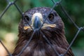 Golden Eagle in captivity Royalty Free Stock Photo