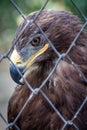 Golden Eagle in captivity Royalty Free Stock Photo