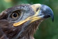 Golden Eagle in captivity Royalty Free Stock Photo