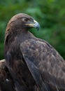 Golden Eagle close up Royalty Free Stock Photo