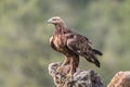 Golden Eagle close up, Aquila chrysaetos, Andalusia, Spain