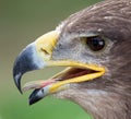 Golden eagle close up