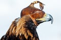 Golden eagle close-up head in a leather cap. - Image