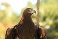 Golden eagle close up