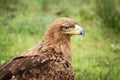 Golden eagle