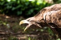 Golden eagle close up