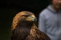 Golden eagle - closeup portrait Aquila chrysaetos