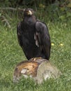 Golden Eagle dark brown plumage