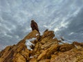 Golden Eagle at Delicate Arch Overlook Trailhead