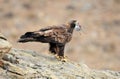 Golden eagle Royalty Free Stock Photo