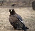 Golden Eagle Royalty Free Stock Photo