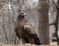 Golden Eagle Royalty Free Stock Photo