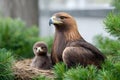 Golden eagle and eaglet sitting in a nest Royalty Free Stock Photo