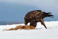 Golden eagle eating prey on snow in wintertime nature