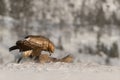 Golden Eagle feeding. Royalty Free Stock Photo