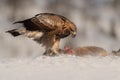 Golden Eagle feeding. Royalty Free Stock Photo