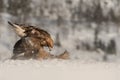 Golden Eagle feeding. Royalty Free Stock Photo