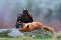 Golden Eagle feeding on kill Red Fox in the forest during rain and snowfall. Bird behaviour in the nature.  Action food scene with Royalty Free Stock Photo