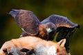 Golden Eagle feeding on kill Red Fox in the forest during rain and snowfall. Bird behaviour in the nature.  Action food scene with Royalty Free Stock Photo