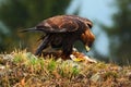 Golden Eagle, feeding on kill Red Fox, in the nature forest habitat, Norway