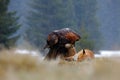 Golden Eagle, feeding on kill Red Fox, tail in the bill, in the forest during the rain Royalty Free Stock Photo