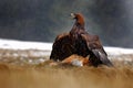 Golden Eagle feeding on killed Red Fox in the forest during rain and snowfall. Bird behaviour in the nature. Feeding scene with Royalty Free Stock Photo