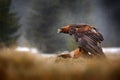 Golden Eagle feeding on killed Red Fox in the forest during rain and snowfall. Bird behaviour in the nature. Feeding scene with Royalty Free Stock Photo
