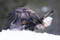 Golden eagle feeding on a snowshoe hare Royalty Free Stock Photo