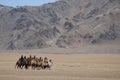 Golden eagle festival in winter snowy Mongolia Royalty Free Stock Photo